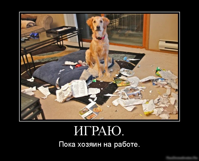 ИГРАЪО Пока хозяин на работе