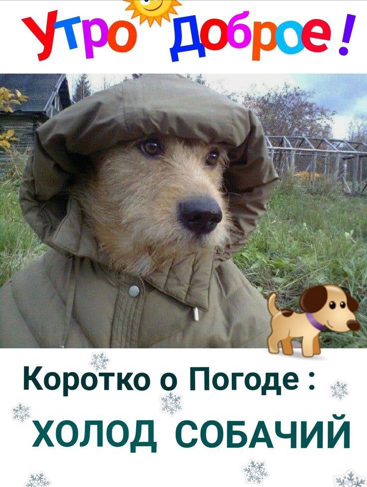 Короко 9 Погоде холод совдчий