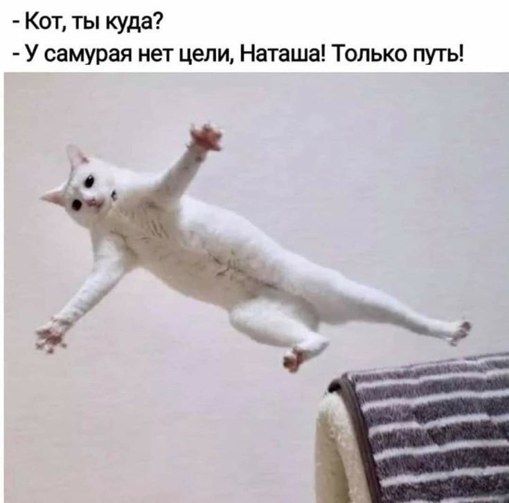 Кот ты куда У самурая нет цепи Наташа Только путь