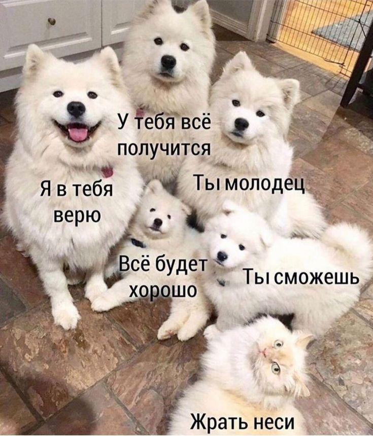 УЁбігвсё получится _ч Явтебя Н Тымолодецхі кд Жрать неси