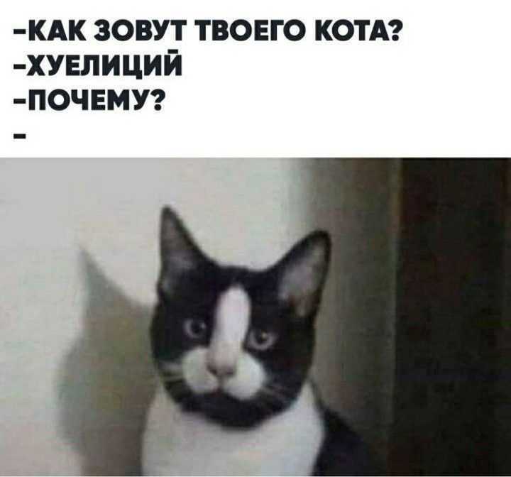 КАК ЗОВУТ ТВОЕГО КОТА ХУЕЛИЦИИ ПОЧЕМУ