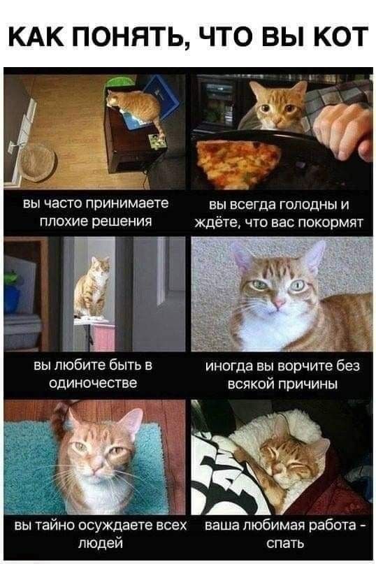 КАК ПОНЯТЬ ЧТО ВЫ КО вы часто принимаете плохие решения і вы любите быть в одиночесуве людей вы всегда голодны и ждете что вас покормят иногда вы ворчите без всякой причины аша любимая работа спать