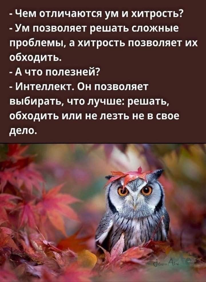 Чем отличаются ум и хитрость Ум позволяет решать сложные проблемы а хитрость позволяет их обходить А что полезней Интеллект Он позволяет выбирать что лучше решать обходить или не лезть не в свое дело
