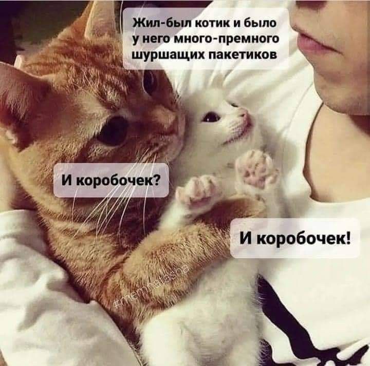 _ Жить п котик и было уит иисго премного _ шуршащих пакетико