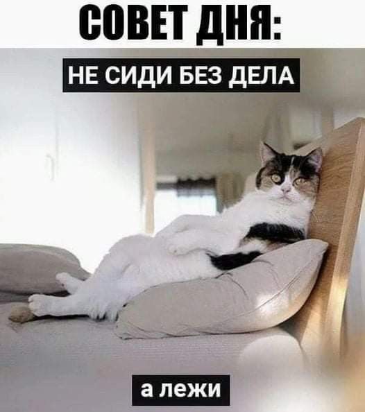 сови дня Чіі