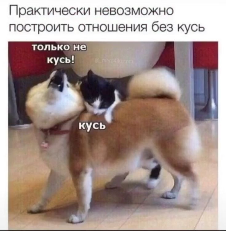 ПРЭКТИЧЭСКИ НЕВОЗМОЖНО ПОСТРОИТЬ ОТНОШЭНИЯ без КУСЬ только не кусь
