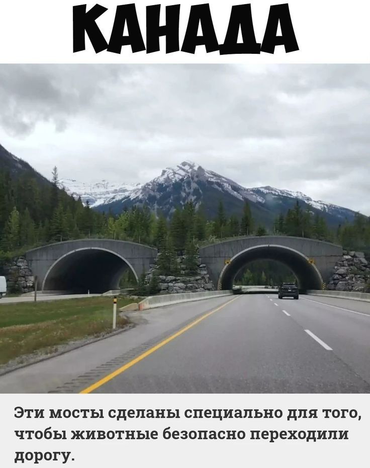 Эти мосты сделаны специально для того чтобы животные безопасно переходили дорогу