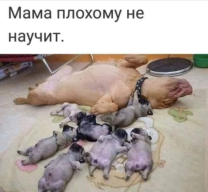 Мама плохому не научит