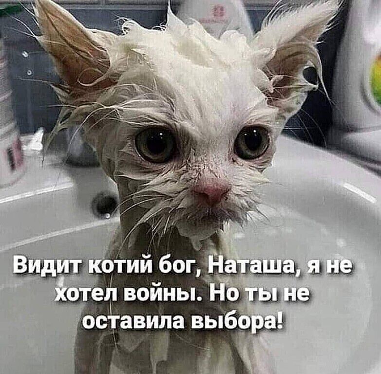 оставила выб дд