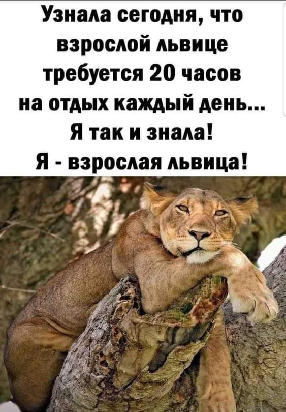 Узнала сегодня что взрослой львице требуется 20 часов на отдых каждый день Я так и знала я взрослая львица і 1 на