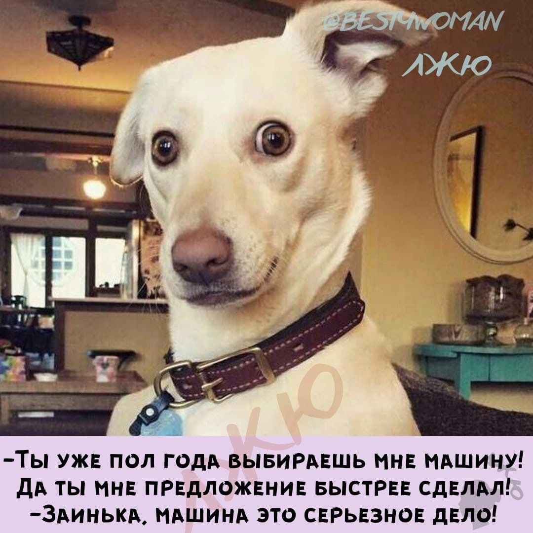 ТЫ УЖЕ ПОЛ ГОДА ВЫБИРВЕШЬ МНЕ МАШИНУ дд ТЫ НЕ ПРЕДЛОЖЕИИЕ БЫСТРЕЕ СДЕЛАЛ ЗАИНЬКА НМШИНА ЭТО СЕРЬЕЗНОЕ дЕЛО