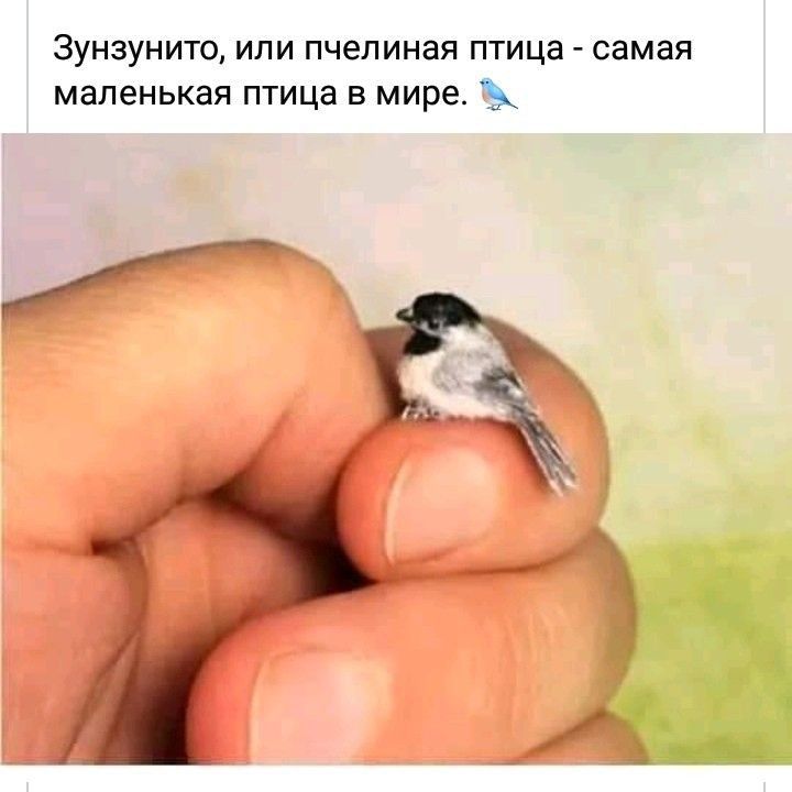 Зунзунито или пчелиная птица самая маленькая птица в мире с