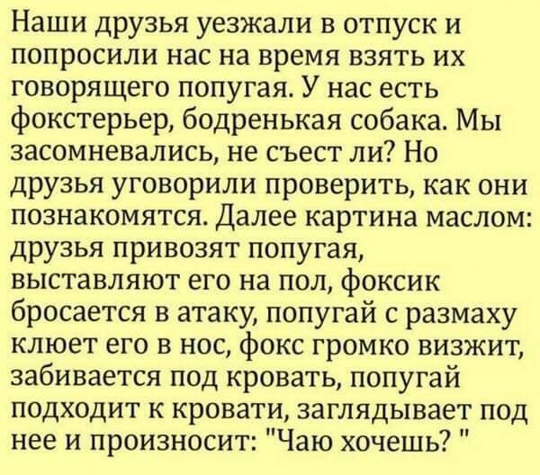 Наши друзья уезжали в отпуск и попросили нас на время взять их говорящего попугая У нас есть фокстерьер бедренькая собака Мы засомневались не съест ли Но друзья уговорили проверить как они познакомятся Далее картина маслом друзья привозят попугая выставляют его на пол фоксик бросается в атаку попугай с размаху клюет его в нос фокс громко визжит забивается под кровать попугай подходит к кровати заг