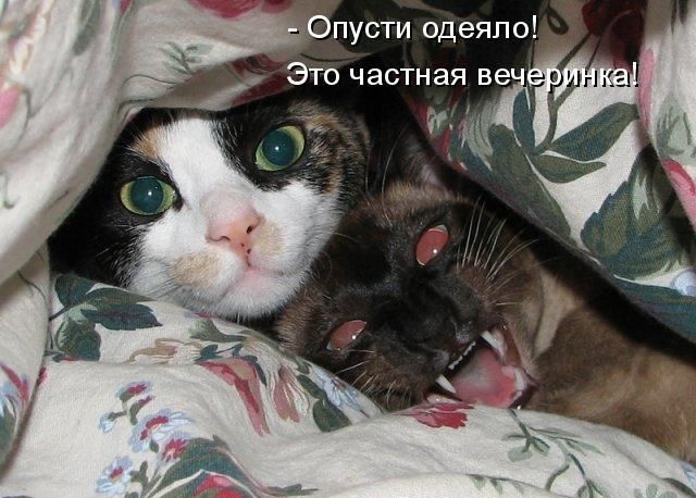 Опусти одеяло Это частная 3