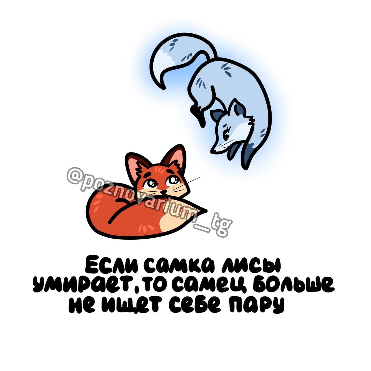 Если самка мен впитало самец болше не пьют С пап