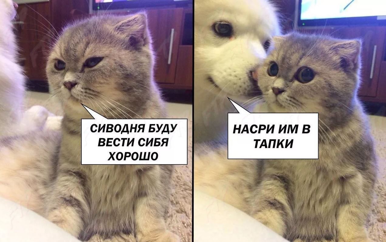 сиводня БУДУ нлсди им в ВЕСТИ СИБЙ ТАПКИ Хдюшо