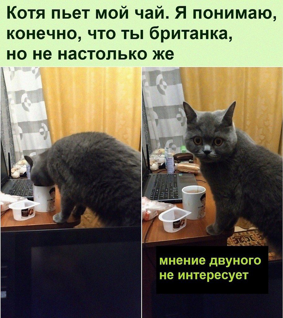 Котя пьет мой чай Я понимаю конечно что ты британка но не настолько же