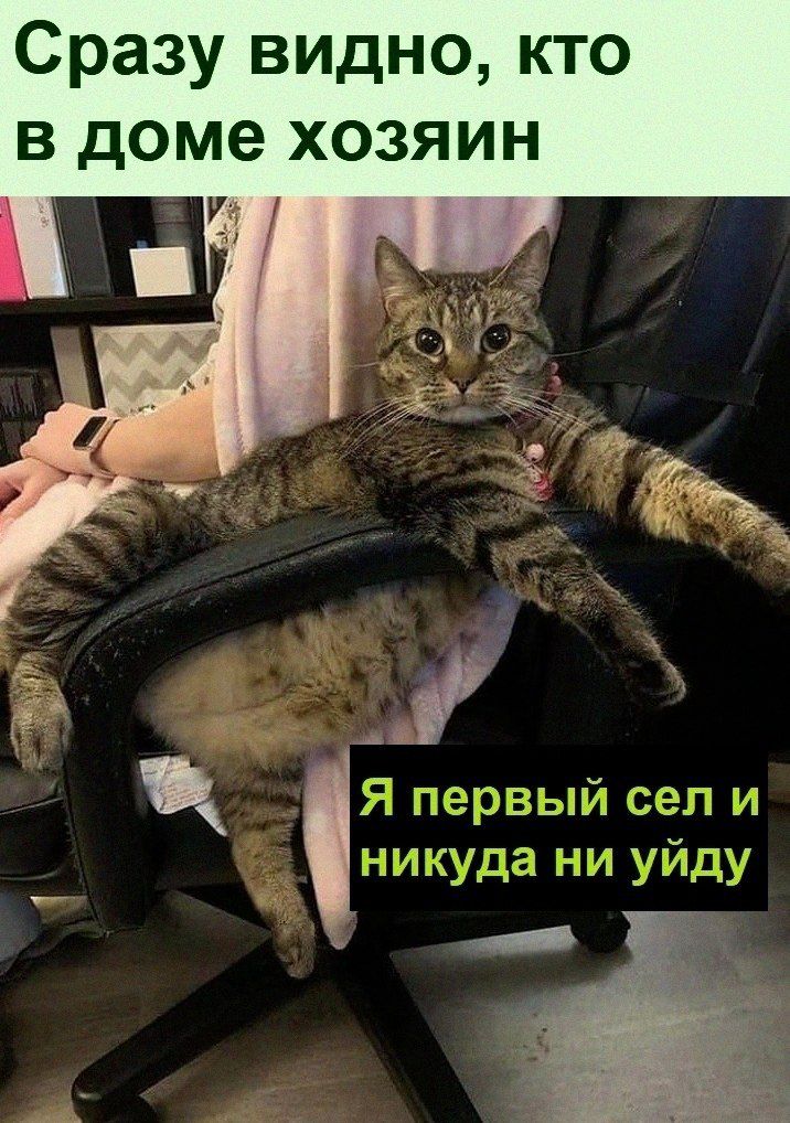 Сразу видно кто в доме хозяи никуда ни уйду _ Я первый сел и