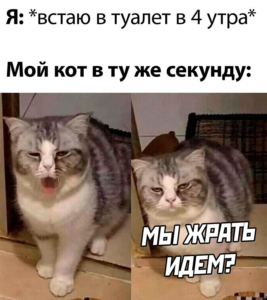 Я встаю в туалет в 4 утра Мой кот в ту же секунду