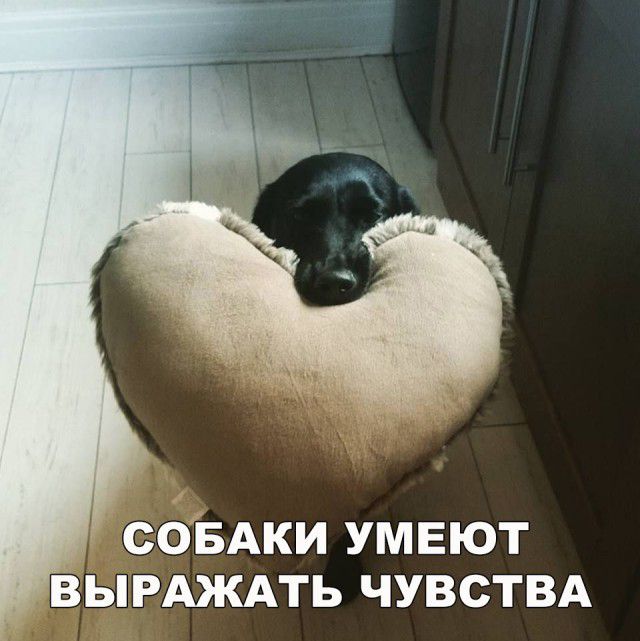 сОБАки умеют вымждть чувствд