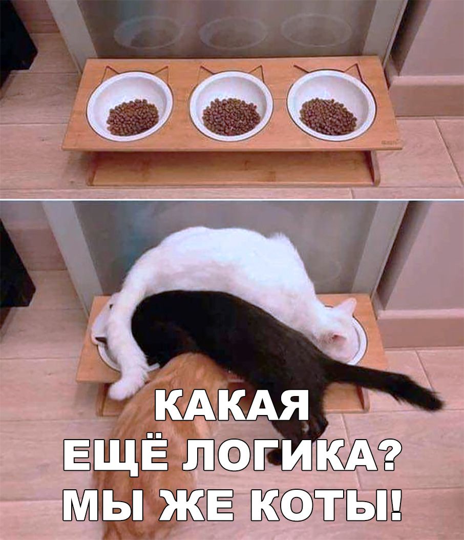 МЫ ЖЕ КОТЫ