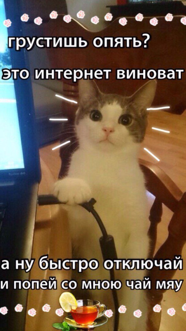 а ну быстро отключай и полей со мною чай мяу