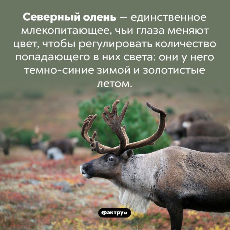 Сепри й олень единственное МЛЕКОПИТЭЮЩЕЭ ЧЬИ глаза МЕНЯЮТ ЦВЕТ ЧТОбЫ РЕГУЛИРОВЭТЬ КОЛИЧЕСТВО попадающего В НИХ СВЕТЭ ОНИ у НЕГО ТЕМНО СИНИЭ ЗИМОЙ И ЗОЛОТИСТЫЕ
