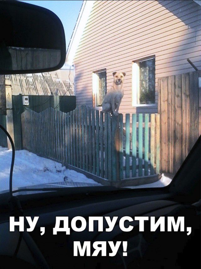 НУ дОПУСТИМ МЯУ