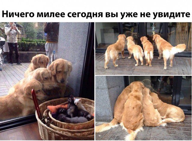 Ничего милее сегодня вы уже не увидите