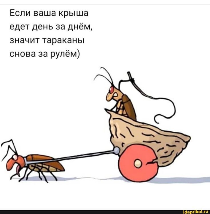 ЕСЛИ ваша крыша едет день за днём ЗНЗЧИТ Тараканы снова за рулём