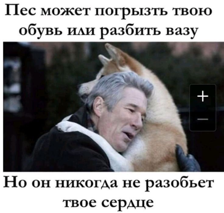 ПЕС МОЖСТ ПОГРЬГЗТЬ ТВОЮ обувь ИАИ разбить вазу Но он никогда не разобьет твое сердце