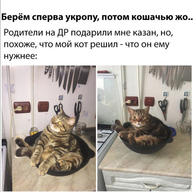 Берём сперва укропу потом кошачью кв Родители на дР подарили мне казан но ПОХОЖЕ ЧТО МОЙ КОТ решил ЧТО ОН ему нужнее