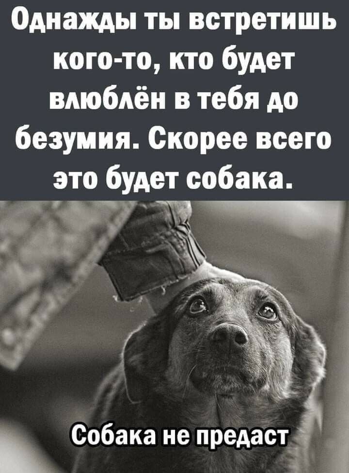 Однажды ты встретишь кого то кто будет влюблён в тебя до безумия Скорее всего это будет собака и Собака не предаст