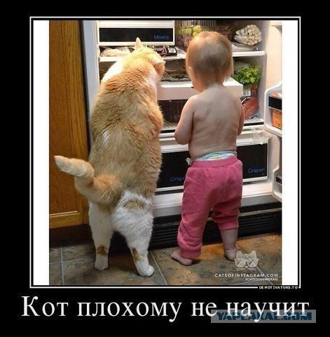 Кот плохому но научит