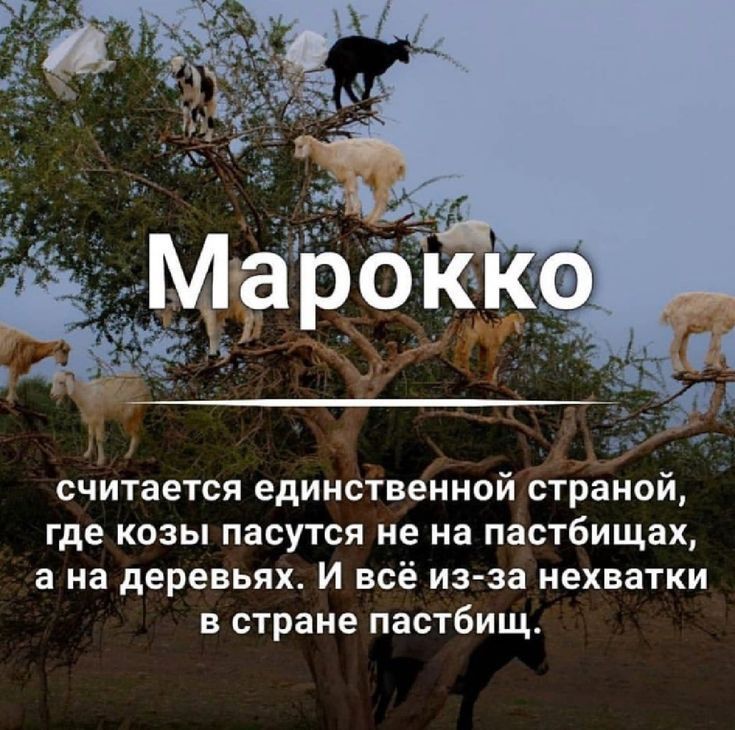 считается единственной страной где козы пасутся не на пастбищах а на деревьях И всё из за нехватки в стране пастбищ