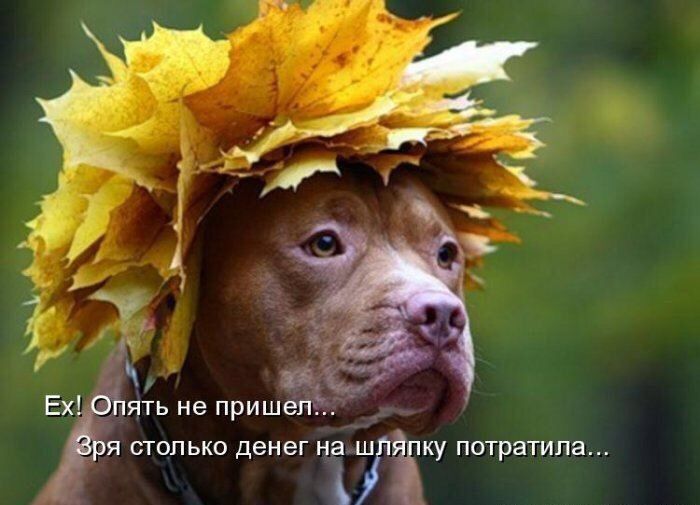ять не приш я столько денег ці ку погртпа