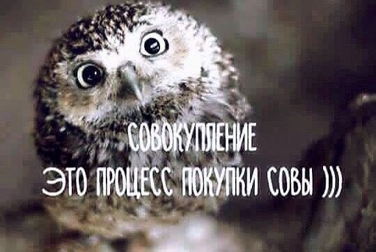 му это п и ежики совы