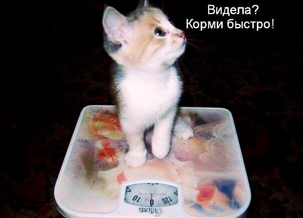 Видела Корми быстро