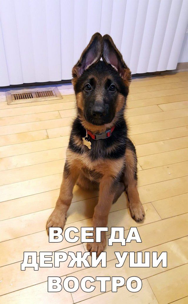 Т