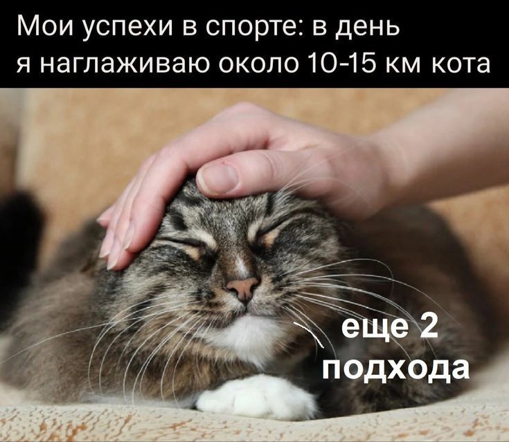 Мои успехи в спорте в день я наглаживаю около 1015 км кота