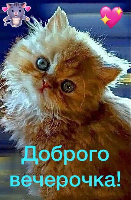 Ёоброго війерочка