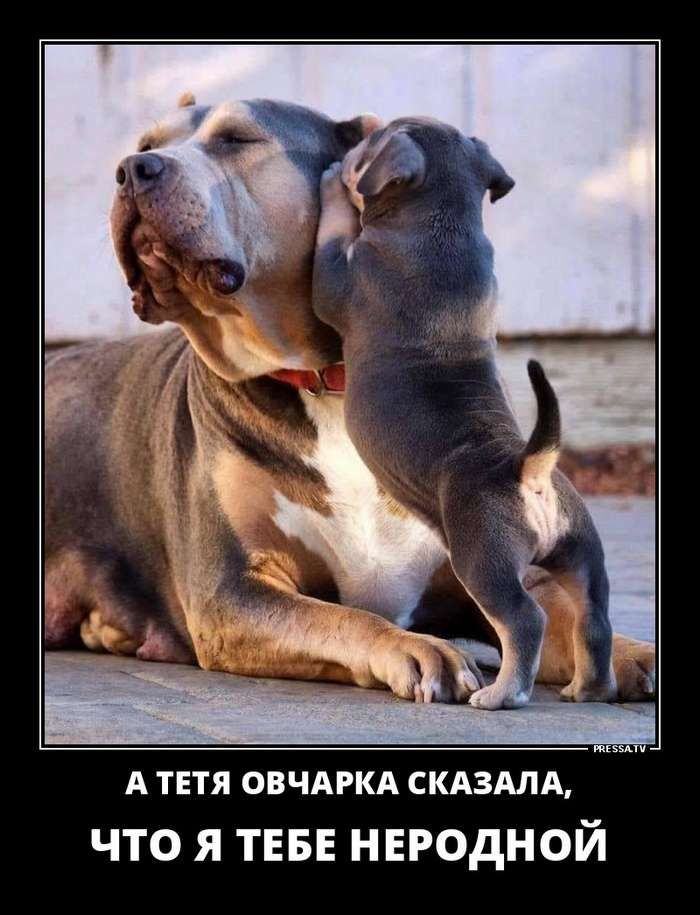 А ТЕТЯ овчдркд скдздлд ЧТО Я ТЕБЕ НЕРОДНОЙ