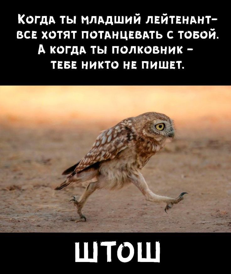 Когдь ты млддший лвйтиднт все хотят ПОТАНЦЕВАТЬ товой А когдд ты полковник тввв никто пишет