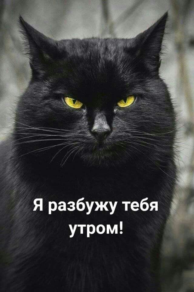 Я разбужу тебя утром