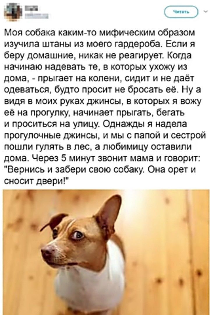 ФЁт Моя собака каким то мифическим образом изучила штаны из моею гардероба Если я беру домашние никак не реагирует Когда начинаю надевать те в которых ухожу из дома прыгает на копени сидит и не даёт одеваться будто просит не бросать её Ну а видя в моих руках джинсы в которых я вожу её на прогулку начинает прыгать бегать и проситься на улицу Однажды я надела прогулочные джинсы и мы с папой и сестро