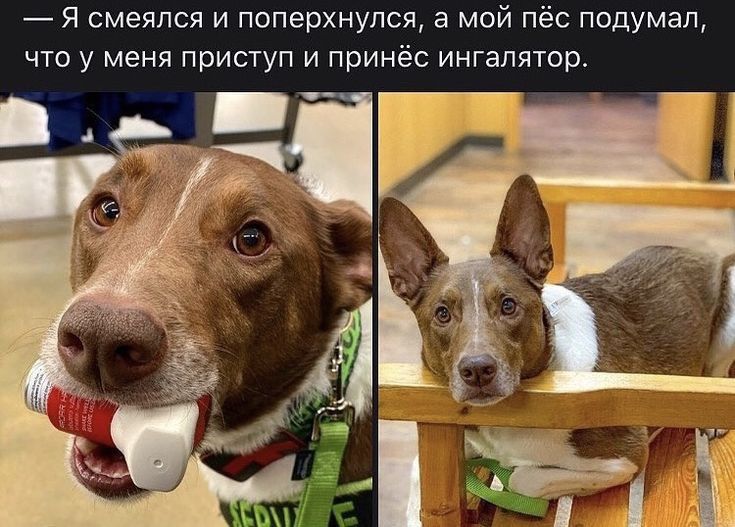 Я смеялся и поперхнулся а мой пёс подумал что у меня приступ и принёс ингалятор