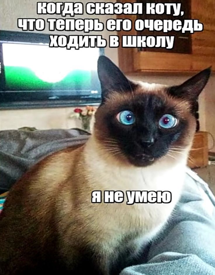 сказан ноту ПЕШ вю очередь ходить в школу