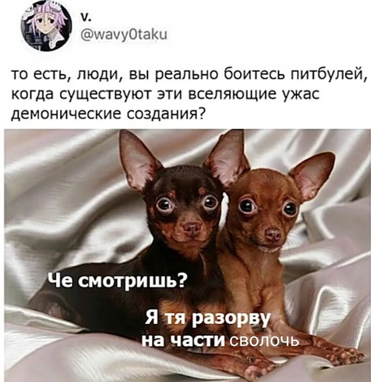 1 Сашаута то есть люди вы реально боитесь питбупей когда существуют эти вселяющие ужас демонические создания