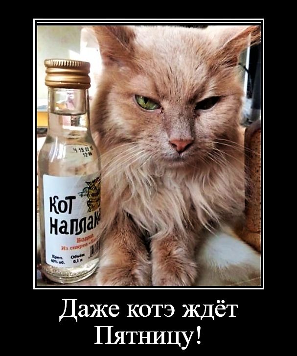 Даже котэ ждёт Пятницу