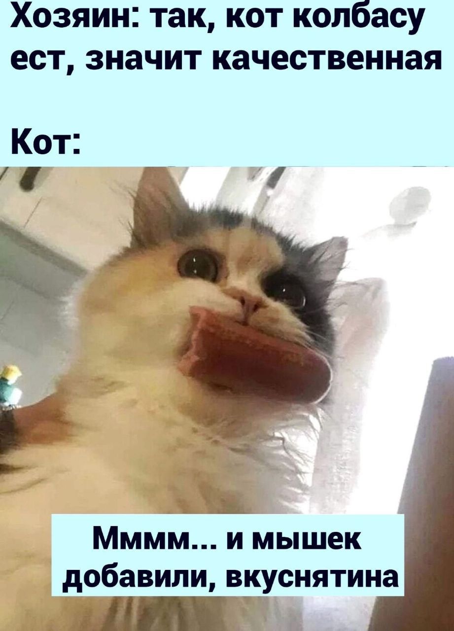 Хозяин так кот колбасу ест значит качественная Кот _ Щ Мммм и мышек добавили вкуснятина Щ